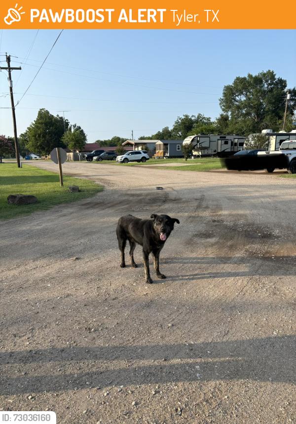 Found/Stray Male Dog last seen Near Skyway Blvd Unit 201 Tyler, TX 75704 United States, Tyler, TX 75704