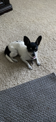Lost Female Dog last seen Sunset Bay Marina, Aurora, IN 47001
