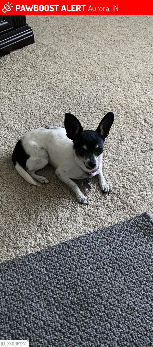 Lost Female Dog last seen Sunset Bay Marina, Aurora, IN 47001