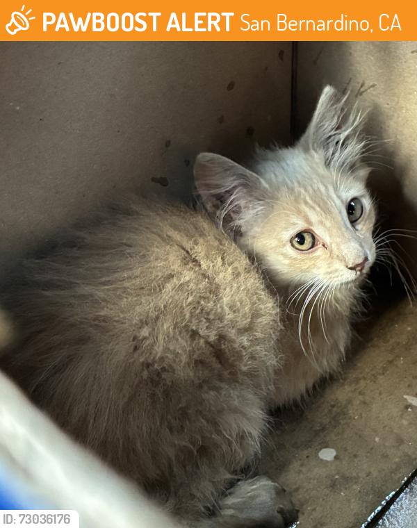 Found/Stray Unknown Cat last seen Rialto (Burger King), San Bernardino, CA 92411