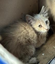 Found/Stray Unknown Cat last seen Rialto (Burger King), San Bernardino, CA 92411