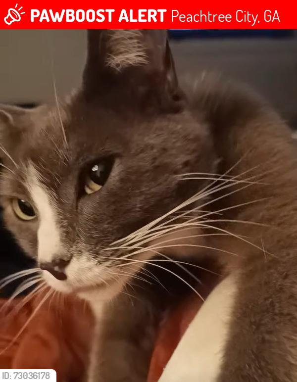 Lost Male Cat last seen Crosstown Drive and Peachtree Pkwy , Peachtree City, GA 30269