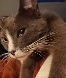 Lost Male Cat last seen Crosstown Drive and Peachtree Pkwy , Peachtree City, GA 30269