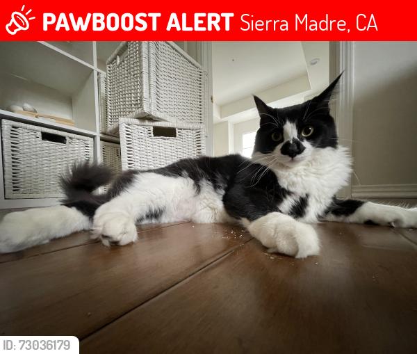 Lost Male Cat last seen Sierra Madre Elementary, Sierra Madre, CA 91024