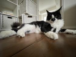 Lost Male Cat last seen Sierra Madre Elementary, Sierra Madre, CA 91024