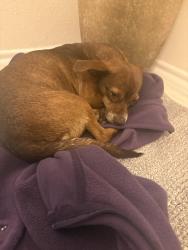 Found/Stray Unknown Dog last seen Dunvale and Westheimer, Houston, TX 77063