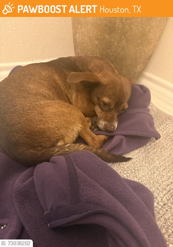 Found/Stray Unknown Dog last seen Dunvale and Westheimer, Houston, TX 77063
