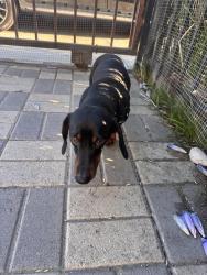 Reunited Male Dog last seen Acacia, Compton, CA 90227
