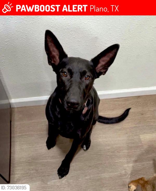 Lost Female Dog last seen Shoshoni Park, Plano, TX 75074