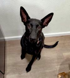 Lost Female Dog last seen Shoshoni Park, Plano, TX 75074