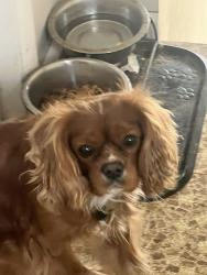Lost Male Dog last seen Will county health department , Joliet, IL 60433