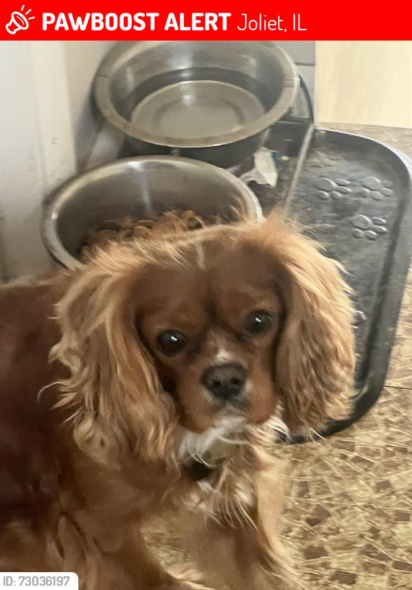Lost Male Dog last seen Will county health department , Joliet, IL 60433