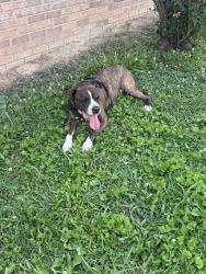 Found/Stray Male Dog last seen Ewtonville Church, Dunlap, TN 37327