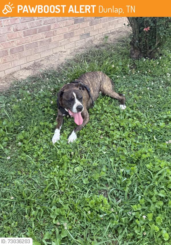 Found/Stray Male Dog last seen Ewtonville Church, Dunlap, TN 37327