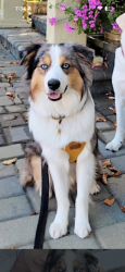 Lost Male Dog last seen Determine Lane and York Road, Monterey, CA 93940