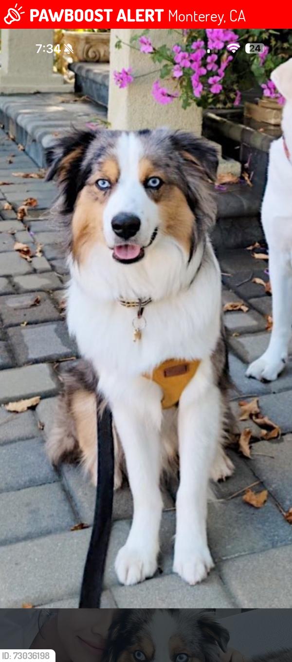 Lost Male Dog last seen Determine Lane and York Road, Monterey, CA 93940