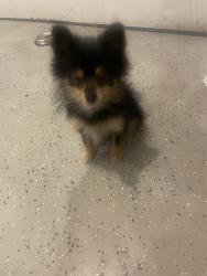 Found/Stray Female Dog last seen Groesbeck hill dr / Murillo, San Jose, CA 95148