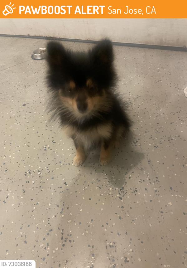 Found/Stray Female Dog last seen Groesbeck hill dr / Murillo, San Jose, CA 95148