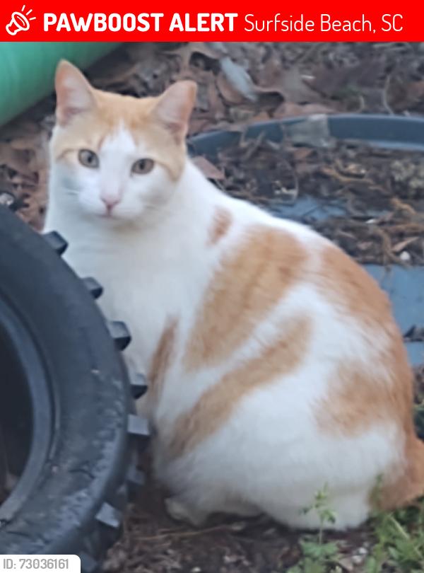 Lost Male Cat last seen Platt Blvd and Business 17, Surfside Beach, SC, Surfside Beach, SC 29575