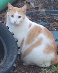 Lost Male Cat last seen Platt Blvd and Business 17, Surfside Beach, SC, Surfside Beach, SC 29575