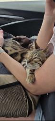 Reunited Female Cat last seen Bonvanizer Street, Staten Island, NY 10312