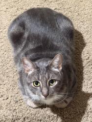 Reunited Male Cat last seen Wathen and Lorena, Sanger, CA 93657