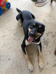 Found/Stray Male Dog last seen Near Yellowstone River road montgomery, Conroe, TX 77316
