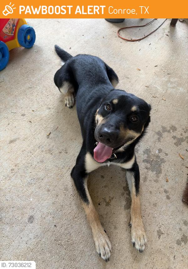 Found/Stray Male Dog last seen Near Yellowstone River road montgomery, Conroe, TX 77316