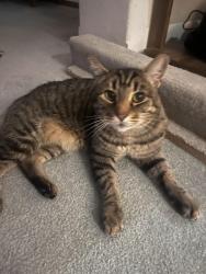 Lost Male Cat last seen Lakeside ests, Suncrest, Lakeside Lane and West Greenfield , Nine Mile Falls, WA 99026