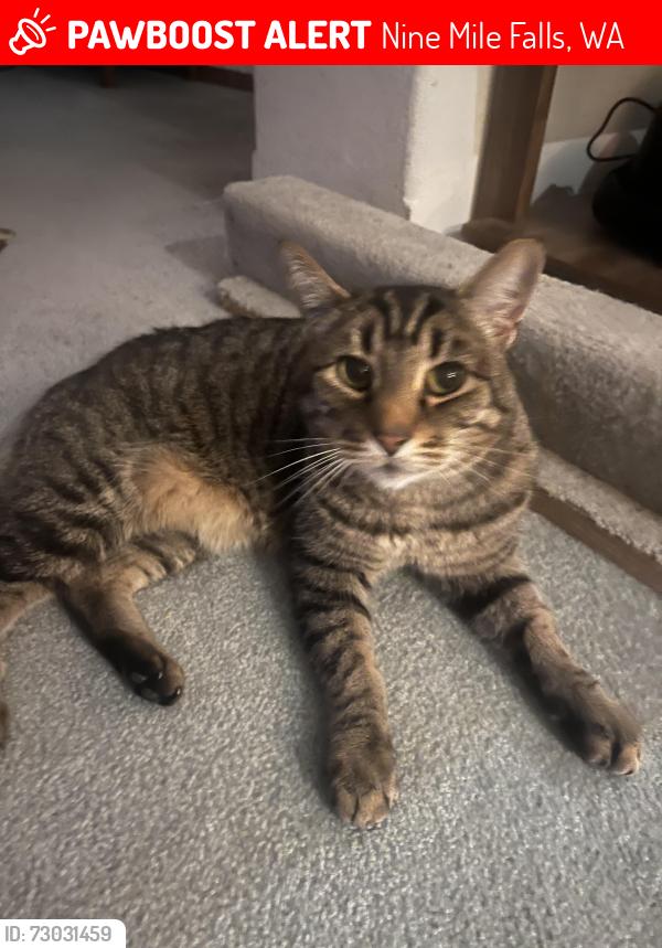 Lost Male Cat last seen Lakeside ests, Suncrest, Lakeside Lane and West Greenfield , Nine Mile Falls, WA 99026
