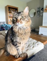 Lost Male Cat last seen Maple Lane, Greenback, TN 37742