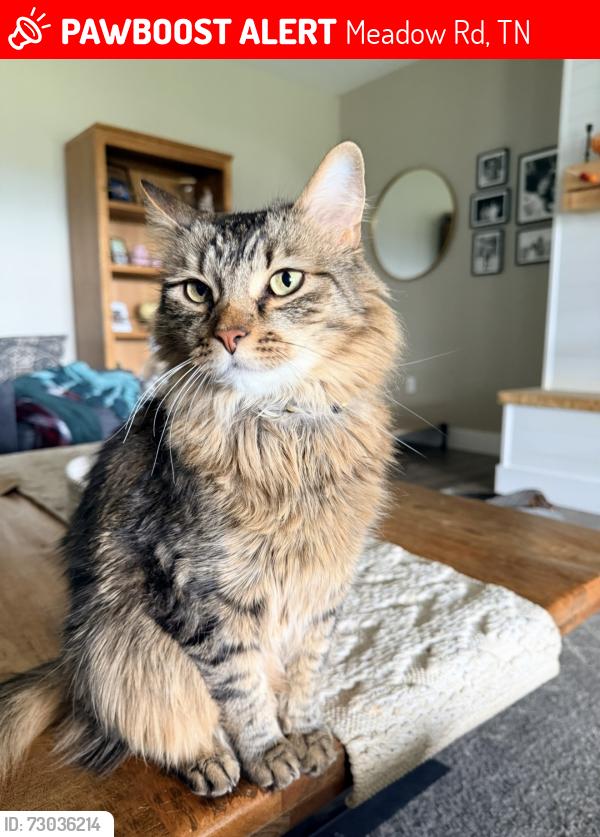 Lost Male Cat last seen Maple Lane, Greenback, TN 37742