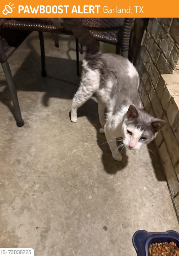 Found/Stray Unknown Cat last seen Mosswood Dr, Garland, TX 75040