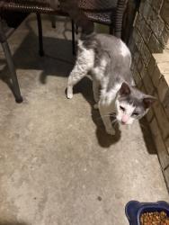 Found/Stray Unknown Cat last seen Mosswood Dr, Garland, TX 75040