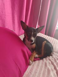 Lost Female Dog last seen devonshire hemet, Hemet, CA 92543