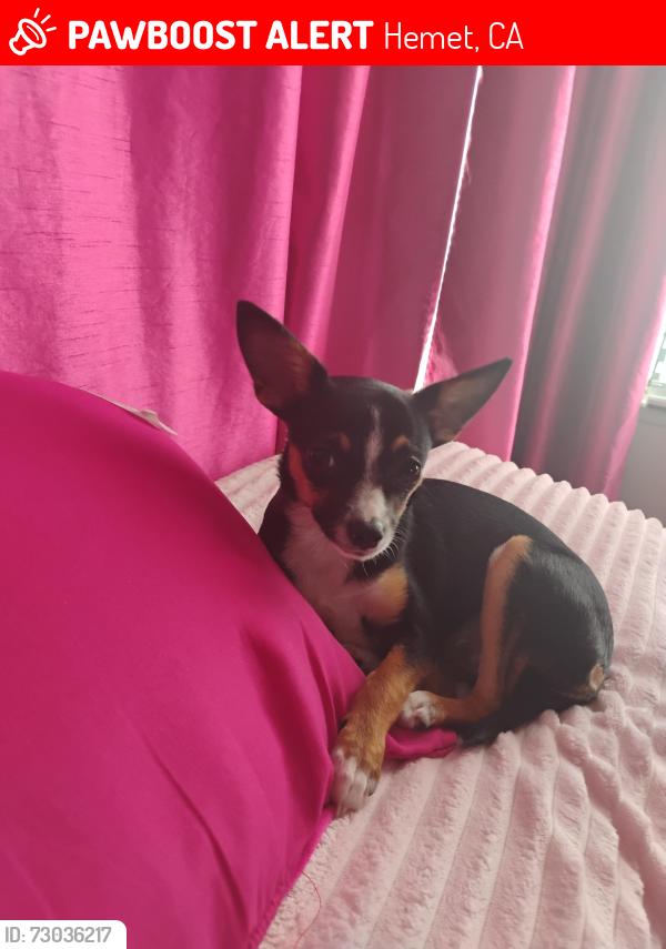 Lost Female Dog last seen devonshire hemet, Hemet, CA 92543
