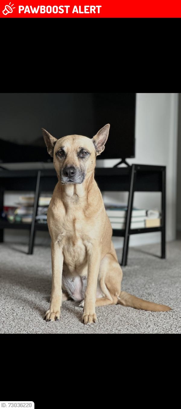 Lost Female Dog last seen Southern Slope, Mendham Township, NJ 07960