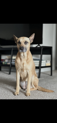 Lost Female Dog last seen Southern Slope, Mendham Township, NJ 07960