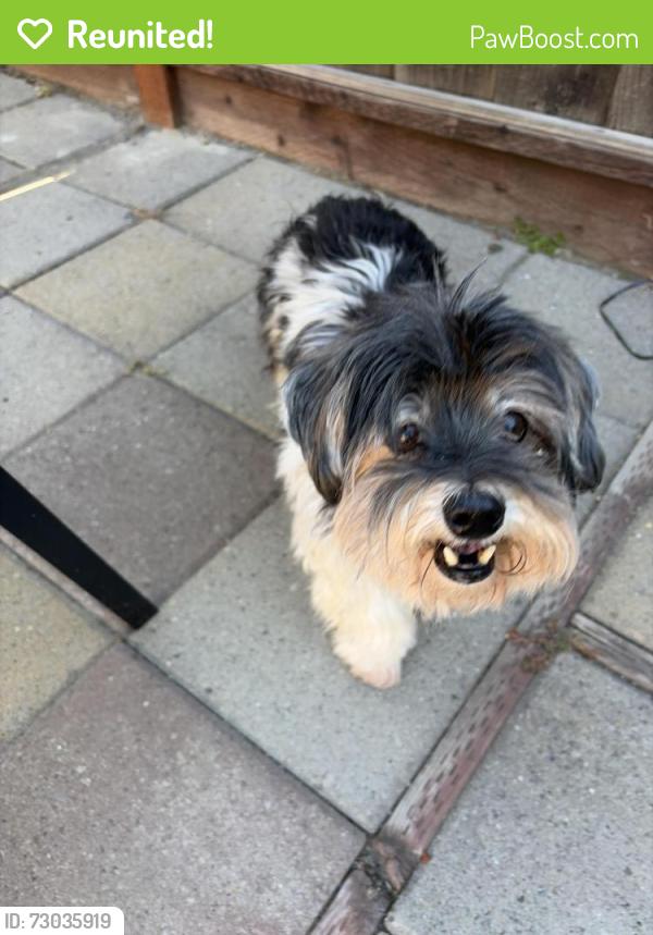 Reunited Male Dog last seen Bascom, San Jose, CA 95128