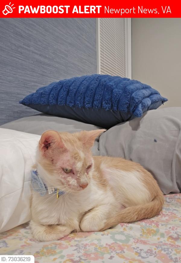 Lost Female Cat last seen Strawberry Ln 23602, Newport News, VA 23602