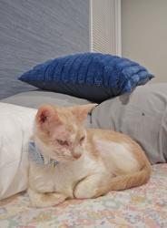 Lost Female Cat last seen Strawberry Ln 23602, Newport News, VA 23602