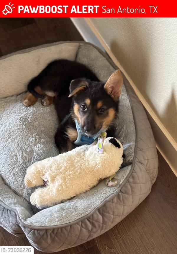Lost Male Dog last seen NE Loop 410 / N New Braunfels, San Antonio, TX 78217