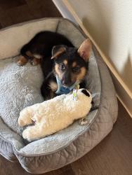 Lost Male Dog last seen NE Loop 410 / N New Braunfels, San Antonio, TX 78217