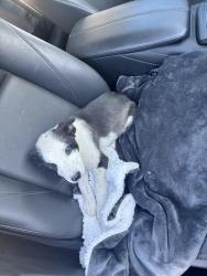 Found/Stray Male Dog last seen By BNSF Railway, Stockton, CA 95213