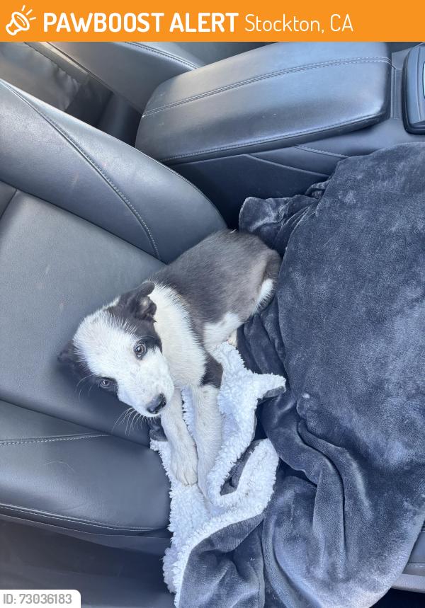 Found/Stray Male Dog last seen By BNSF Railway, Stockton, CA 95213
