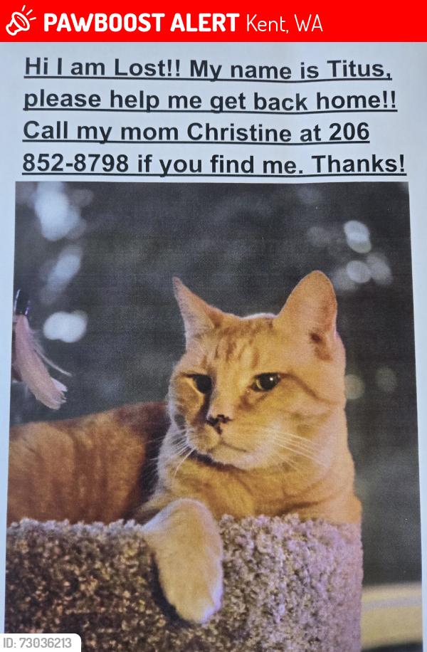 Lost Male Cat last seen SE 216th and 99th Ave S, Kent, WA 98031