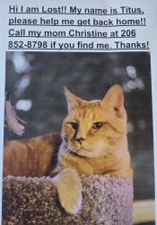 Lost Male Cat last seen SE 216th and 99th Ave S, Kent, WA 98031