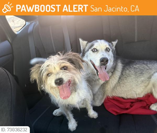 Found/Stray Male Dog last seen Esplanade & Hewitt, San Jacinto, CA 92583