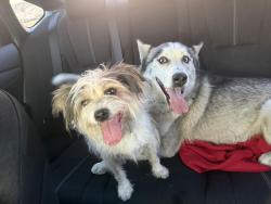 Found/Stray Male Dog last seen Esplanade & Hewitt, San Jacinto, CA 92583