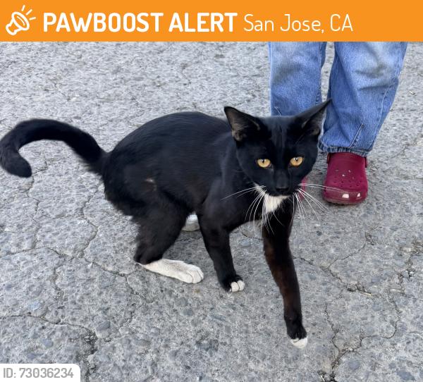 Found/Stray Male Cat last seen Palermo Restaurant in San Jose , San Jose, CA 95126